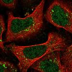 TMEM184C Polyclonal Antibody