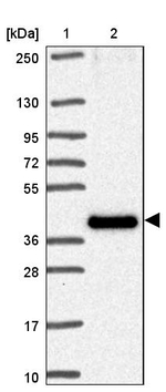 TMEM184C Antibody in Western Blot (WB)