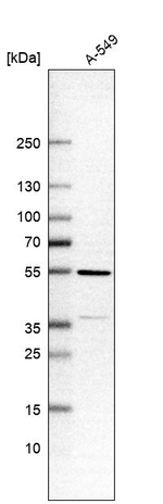 TMEM246 Antibody in Western Blot (WB)
