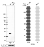 ZNF580 Antibody in Western Blot (WB)