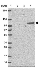SAPAP4 Antibody in Western Blot (WB)