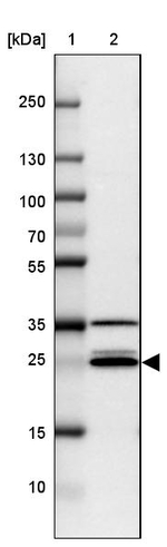 VTI1A Antibody in Western Blot (WB)