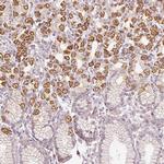 TOB2 Antibody in Immunohistochemistry (IHC)