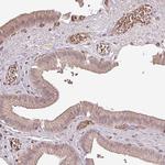 OLFML2B Polyclonal Antibody