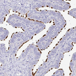 SLC44A4 Antibody in Immunohistochemistry (Paraffin) (IHC (P))