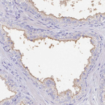 SLC44A4 Antibody in Immunohistochemistry (Paraffin) (IHC (P))