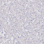 SLC44A4 Antibody in Immunohistochemistry (Paraffin) (IHC (P))