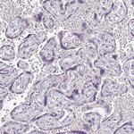 FHAD1 Antibody in Immunohistochemistry (IHC)