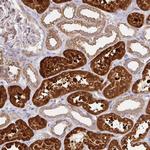 TUFT1 Antibody in Immunohistochemistry (Paraffin) (IHC (P))