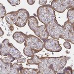 TUFT1 Antibody in Immunohistochemistry (Paraffin) (IHC (P))