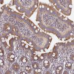 TUFT1 Antibody in Immunohistochemistry (Paraffin) (IHC (P))