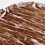 NDUFA1 Polyclonal Antibody