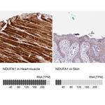 NDUFA1 Antibody in Immunohistochemistry (IHC)