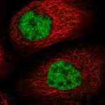 NIP30 Polyclonal Antibody