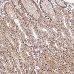 NIP30 Antibody in Immunohistochemistry (Paraffin) (IHC (P))