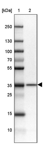 NIP30 Antibody in Western Blot (WB)