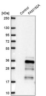 NIP30 Antibody in Western Blot (WB)