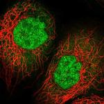 IMUP Polyclonal Antibody