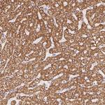 GOSR2 Antibody in Immunohistochemistry (Paraffin) (IHC (P))