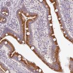 POFUT1 Antibody in Immunohistochemistry (Paraffin) (IHC (P))