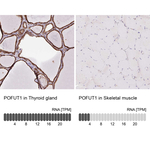 POFUT1 Polyclonal Antibody