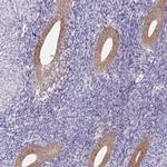 POFUT1 Antibody in Immunohistochemistry (Paraffin) (IHC (P))