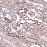 POFUT1 Antibody in Immunohistochemistry (Paraffin) (IHC (P))