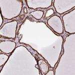 POFUT1 Antibody in Immunohistochemistry (Paraffin) (IHC (P))