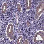 IST1 Antibody in Immunohistochemistry (Paraffin) (IHC (P))