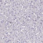 IST1 Antibody in Immunohistochemistry (Paraffin) (IHC (P))