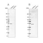 IST1 Antibody in Western Blot (WB)