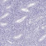 TEX19 Antibody in Immunohistochemistry (IHC)