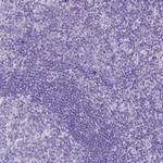 CCDC151 Antibody in Immunohistochemistry (Paraffin) (IHC (P))