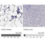 PLIN4 Antibody