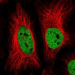 ZBTB25 Antibody in Immunocytochemistry (ICC/IF)
