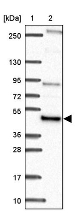 NFS1 Antibody in Western Blot (WB)