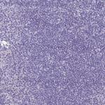 Carbonic Anhydrase X Polyclonal Antibody