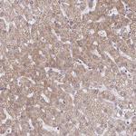 C9orf64 Antibody in Immunohistochemistry (Paraffin) (IHC (P))