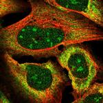 VGLL3 Polyclonal Antibody