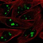 ZNF483 Polyclonal Antibody