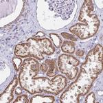 ZNF483 Antibody in Immunohistochemistry (Paraffin) (IHC (P))