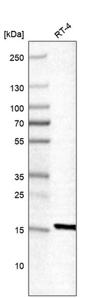 RPS17 Antibody in Western Blot (WB)