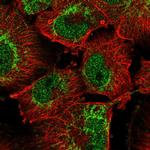 OMA1 Polyclonal Antibody