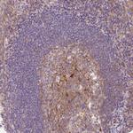OMA1 Antibody in Immunohistochemistry (Paraffin) (IHC (P))