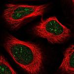 ZNF498 Antibody in Immunocytochemistry (ICC/IF)