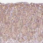 TMEM170B Antibody in Immunohistochemistry (Paraffin) (IHC (P))