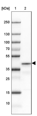 PRRT1 Antibody in Western Blot (WB)