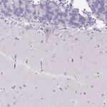 TMEM151B Antibody in Immunohistochemistry (Paraffin) (IHC (P))