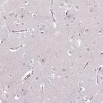 TMEM151B Antibody in Immunohistochemistry (Paraffin) (IHC (P))