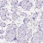 TMEM151B Antibody in Immunohistochemistry (Paraffin) (IHC (P))